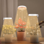 Lumière de remplissage pour croissance de plantes succulentes 10W 48 LED, anneau d'ange, abeille, tube rond