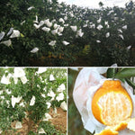 100 sacs protecteurs pour fruits étanches, sacs en papier pour emballage d'oranges, 15x19cm, 16x20cm, 17x21cm