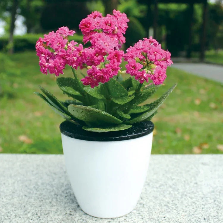 Pots à fleurs automatiques paresseux hydroponiques absorbant l'eau, pots à fleurs en résine plastique circulaire à double couche, auto-arrosage, diamètre : 13cm, hauteur : 13.7cm, diamètre : 13cm, hauteur : 13.7cm