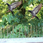 5 PCS / Set Répulsif à oiseaux 50cm Pointes en acier inoxydable anti-oiseaux SK411, 5 PCS