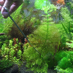 Ciseaux, pinces et pince en acier inoxydable 3 en 1, Miniatures plantes aquarium outils de taille pour paysage aquarium, 3 PCS
