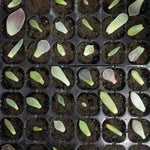 Plateau à semis Plateau germination 24 trous Pots pépinière Couvercles boîte pour jardinage bonsaï mini serre plateau pépinière Trois ensembles, 2 PCS