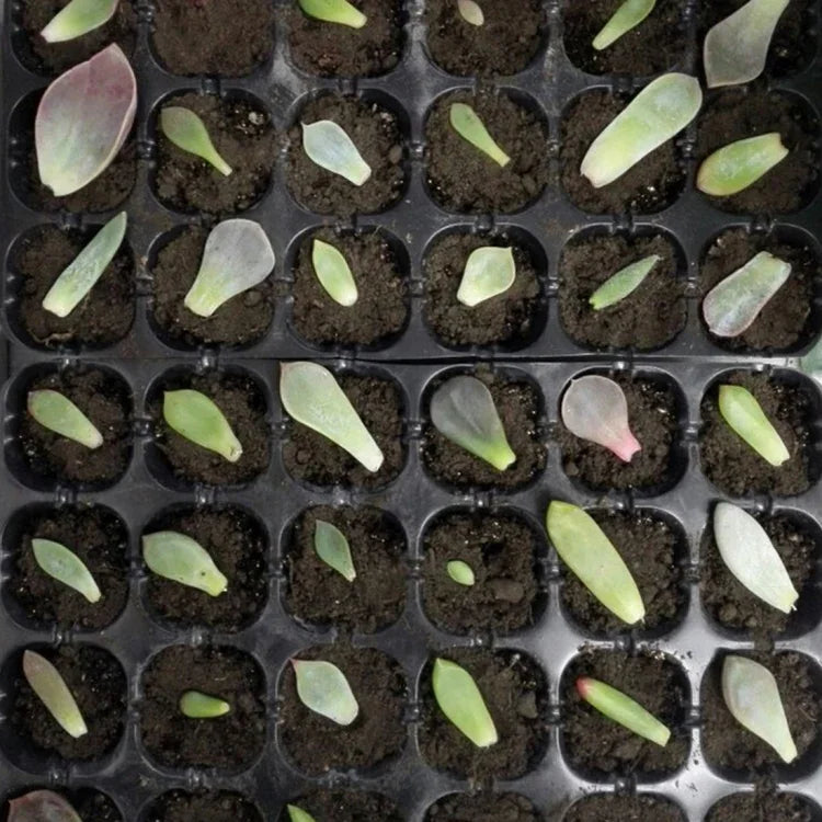 Plateau à semis Plateau germination 24 trous Pots pépinière Couvercles boîte pour jardinage bonsaï mini serre plateau pépinière Trois ensembles, 2 PCS