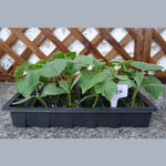Plateau à semis Plateau germination 24 trous Pots pépinière Couvercles boîte pour jardinage bonsaï mini serre plateau pépinière Trois ensembles, 2 PCS