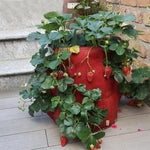 Sac de plantation de fraises en feutre non tissé à 3 poches 18L / 5 gallons, taille : 23X28cm, taille : 23X28cm