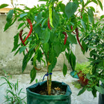Sac de plantation de fraises en feutre non tissé à 3 poches 18L / 5 gallons, taille : 23X28cm, taille : 23X28cm