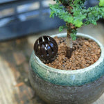 10 outils de bonsaï pour jardinage, boîtes d'engrais pour bonsaï, grande taille : 5.5*4*4cm, taille : L 5.5*4*4cm, vert
