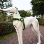 Harnais de poitrine réfléchissant en polyester A7 pour chiens de compagnie, laisse de traction pour grands chiens, collier de corde de sécurité, taille : XS, 2.0*42*50cm, taille : XS, 2.0*42*50cm