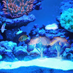 Articles pour aquarium Décoration Silicone Simulation Méduse fluorescente ventouse, Taille : 10*10*9cm