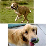 Harnais de chasse pour chien PULUZ avec sangle de poitrine réglable, compatible avec GoPro, Insta360, DJI et autres caméras d'action.