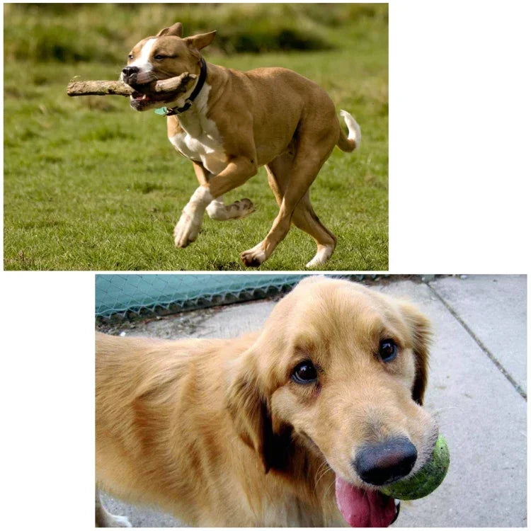 Harnais de chasse pour chien PULUZ avec sangle de poitrine réglable, compatible avec GoPro, Insta360, DJI et autres caméras d'action.