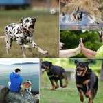 Harnais de chasse pour chien PULUZ avec sangle de poitrine réglable, compatible avec GoPro, Insta360, DJI et autres caméras d'action.