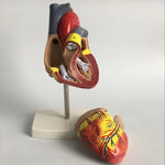 1: 1 Modèle anatomique de cœur humain, Modèle d'enseignement d'anatomie cardiaque de cardiologie médicale avec marque numérique, Modèle anatomique de cœur humain