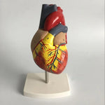 1: 1 Modèle anatomique de cœur humain, Modèle d'enseignement d'anatomie cardiaque de cardiologie médicale avec marque numérique, Modèle anatomique de cœur humain