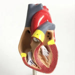 1: 1 Modèle anatomique de cœur humain, Modèle d'enseignement d'anatomie cardiaque de cardiologie médicale avec marque numérique, Modèle anatomique de cœur humain