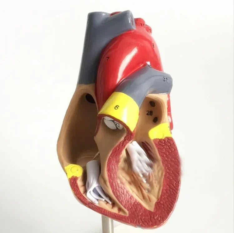 1: 1 Modèle anatomique de cœur humain, Modèle d'enseignement d'anatomie cardiaque de cardiologie médicale avec marque numérique, Modèle anatomique de cœur humain
