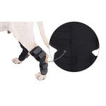 DogLemi PD60041 Orthèse de Jarret pour Chien, Attelle de Soutien Postérieur, Bandage de Compression pour Articulation de Patte Arrière, Protection des Blessures, S, M, L, XL