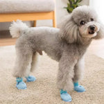 Cute poodle wearing waterproof cartoon dog shoes indoors on a fluffy carpet, showcasing the pet's stylish rain boots.