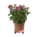 Plateau universel à roues rondes pour pots, plateau de déplacement facile pour plantes, support en plastique pour jardin