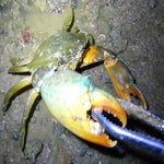 Pince à crabes Pince à loches Outil de mer, Pince droite 30cm, Pince droite 38cm, Pince courbée 38cm, Pince droite 53cm, Pince courbée 53cm