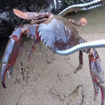 Pince à crabes Pince à loches Outil de mer, Pince droite 30cm, Pince droite 38cm, Pince courbée 38cm, Pince droite 53cm, Pince courbée 53cm