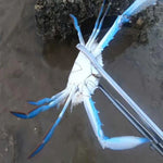 Pince à crabes Pince à loches Outil de mer, Pince droite 30cm, Pince droite 38cm, Pince courbée 38cm, Pince droite 53cm, Pince courbée 53cm
