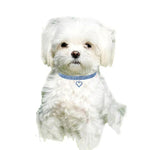 Accessoires pour animaux de compagnie – Colliers élastiques « Love » pour chats et chiens, tailles S, M, L