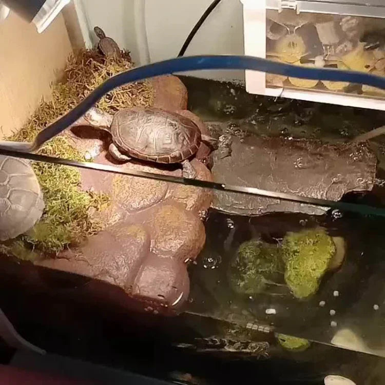 Plateforme de Baignade Flottante Magnétique pour Petite Tortue Domestique, Petite