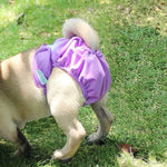 Culotte physiologique imperméable pour animaux de compagnie, XS, S, M, L, XL
