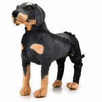 Genouillère de protection pour chien, suite à une blessure ou une chirurgie, tailles TP, P, M