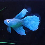 Décorations d'aquarium simulant des poissons lumineux écologiques en silicone coloré, 1 Betta rouge, 2 Betta brun, 3 Betta bleu, 4 Poisson rouge bleu, 5 Poisson rouge rouge, 6 Poisson rouge brun