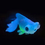 Décorations d'aquarium simulant des poissons lumineux écologiques en silicone coloré, 1 Betta rouge, 2 Betta brun, 3 Betta bleu, 4 Poisson rouge bleu, 5 Poisson rouge rouge, 6 Poisson rouge brun