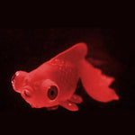 Décorations d'aquarium simulant des poissons lumineux écologiques en silicone coloré, 1 Betta rouge, 2 Betta brun, 3 Betta bleu, 4 Poisson rouge bleu, 5 Poisson rouge rouge, 6 Poisson rouge brun