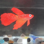 Décorations d'aquarium simulant des poissons lumineux écologiques en silicone coloré, 1 Betta rouge, 2 Betta brun, 3 Betta bleu, 4 Poisson rouge bleu, 5 Poisson rouge rouge, 6 Poisson rouge brun
