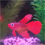Décorations d'aquarium simulant des poissons lumineux écologiques en silicone coloré, 1 Betta rouge, 2 Betta brun, 3 Betta bleu, 4 Poisson rouge bleu, 5 Poisson rouge rouge, 6 Poisson rouge brun
