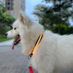 Collier lumineux LED rechargeable, résistant à l'usure et étanche pour animaux de compagnie, Taille :, TP, P, M, G
