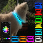 Collier lumineux LED rechargeable, résistant à l'usure et étanche pour animaux de compagnie, Taille :, TP, P, M, G