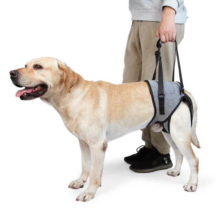 Sangle auxiliaire pour pattes arrière de chien, ceinture de voyage auxiliaire de décompression pour chiens âgés et blessés, S, M, L