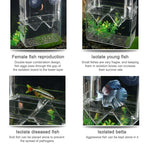 Boîte d'isolation transparente à double couche pour élevage de poissons Paon, Petite, Grande, Très grande