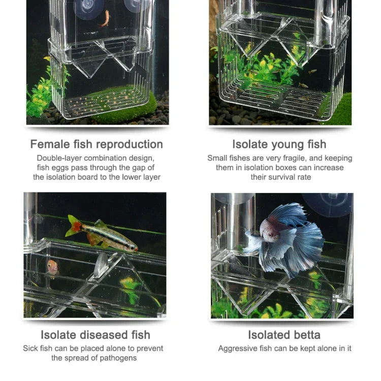 Boîte d'isolation transparente à double couche pour élevage de poissons Paon, Petite, Grande, Très grande