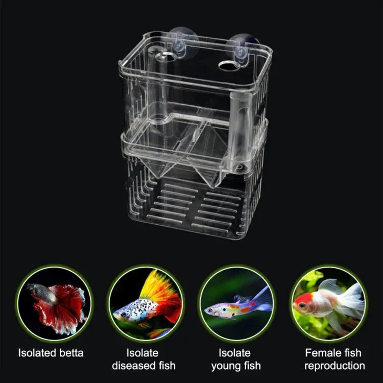 Boîte d'isolation transparente à double couche pour élevage de poissons Paon, Petite, Grande, Très grande
