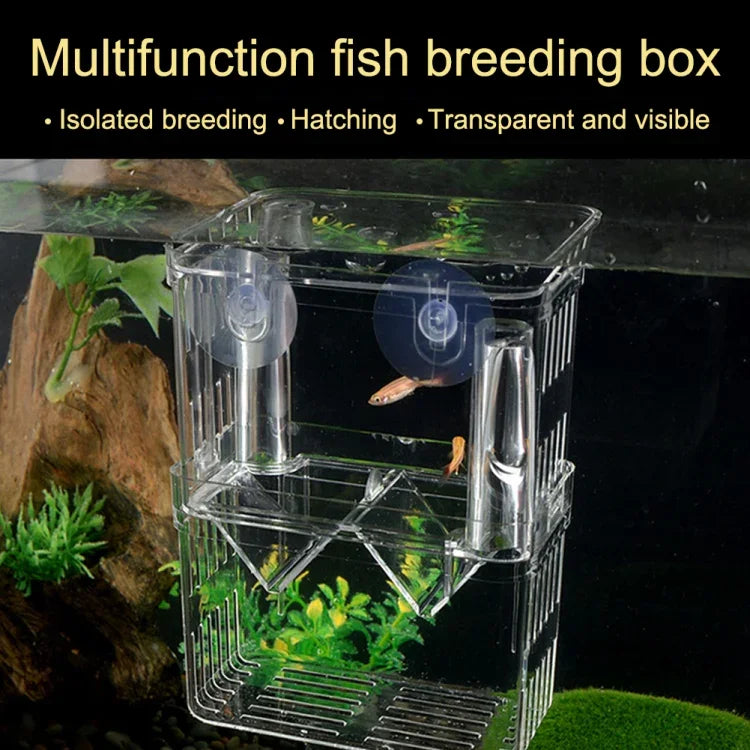 Boîte d'isolation transparente à double couche pour élevage de poissons Paon, Petite, Grande, Très grande