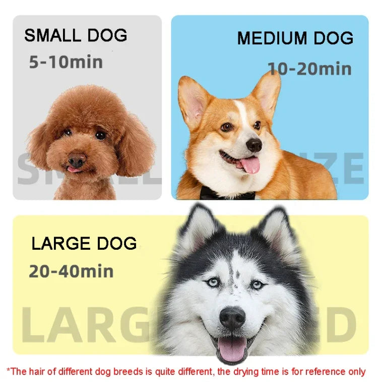 Séchoir pour chien 2100W, vitesse réglable en continu, séchoir à poils pour animaux de compagnie, souffleur d'eau pour animaux, prise britannique 220V, prise européenne 220V, prise australienne 220V, prise américaine 110V