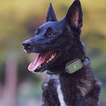 Dresseur de chiens intelligent étanche à décharge électrique, télécommande rechargeable, anti-aboiements