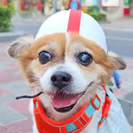 Casque pour animaux de compagnie chiens et chats accessoires chapeau de rugby, S, M