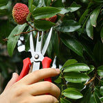 Ciseaux d'Éclaircissage Agricoles pour Fruits et Fleurs, Outils de Taille pour Jardinage à Domicile, 6608-1