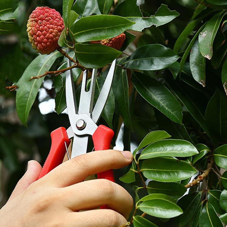 Ciseaux d'Éclaircissage Agricoles pour Fruits et Fleurs, Outils de Taille pour Jardinage à Domicile, 6608-1