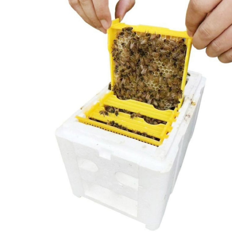 Boîte d’élevage en mousse boîte de pollinisation pour abeilles, boîte de pollinisation pour abeilles