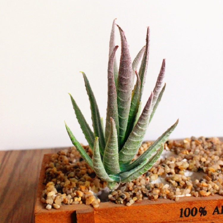 Plantes artificielles mini aloe en plastique pour artisanat, fleuristerie, paysage, décoration de jardin et bureau, vert non floqué, vert floqué avec pointe rouge, vert floqué avec pointe jaune