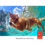 Collier anti-aboiements pour chien avec télécommande et choc électrique, étanche, portée 500 m